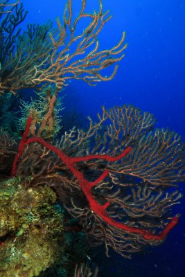 Red rope sponges with sea plume coral