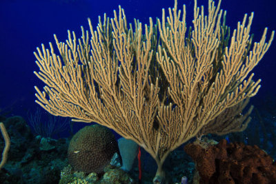 Long spine sea fan coral