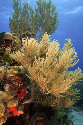 Reef scene with corals