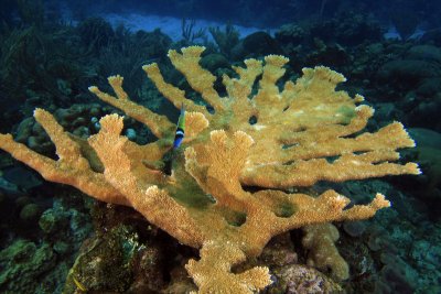 Elkhorn coral