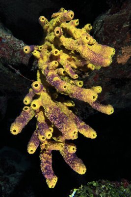 Branching tube sponge