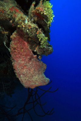 Sponge growing downward