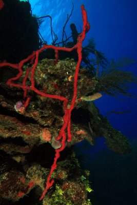 Red rope sponge