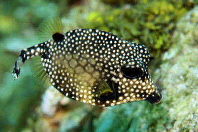 Smooth trunkfish