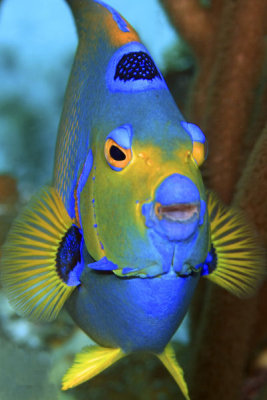 Queen angelfish