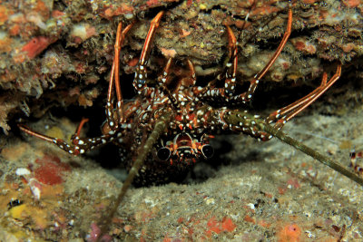 Spotted spiny lobster