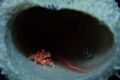 Teardrop crab, brittle star and goby share a home