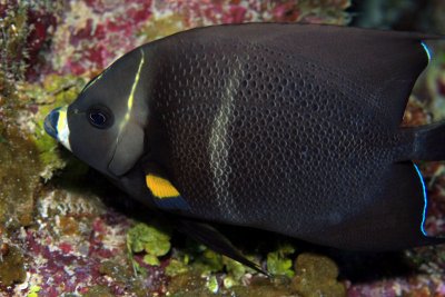 Intermediate gray angelfish