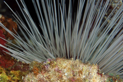 Sea urchin