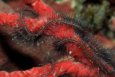 Brittle star on sponge
