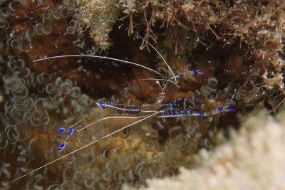 Pederson cleaner shrimp