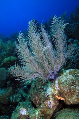 Sea plume coral
