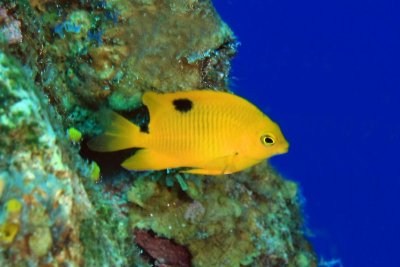 Juvenile three-spot damselfish