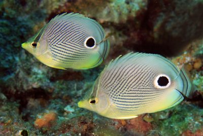 Four-eyed butterflyfish