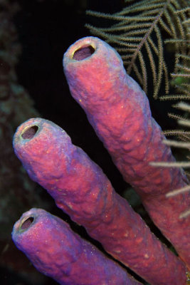Purple tube sponges