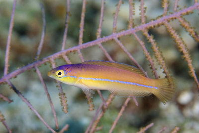 Wrasse (phase of yellow-head?)