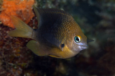 Three-spot damselfish