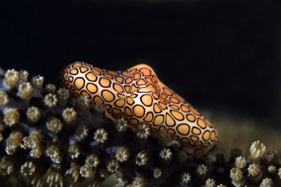 Flamingo tongue snail