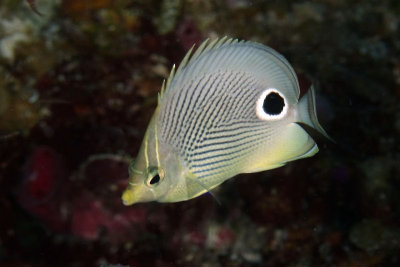 Four-eyed butterflyfish