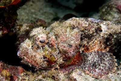 Scorpionfish