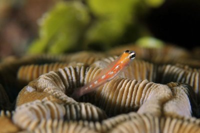 Masked/glass goby