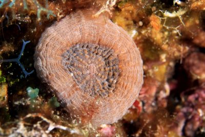 Solitary disk coral