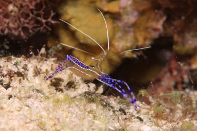 Pederson cleaner shrimp