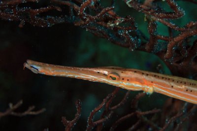 Trumpetfish