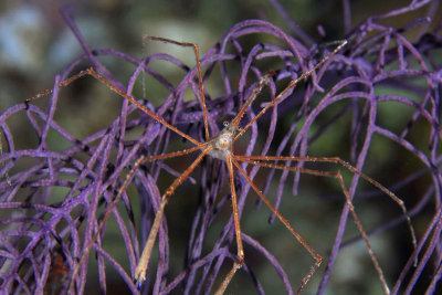 Arrow crab on purple coral