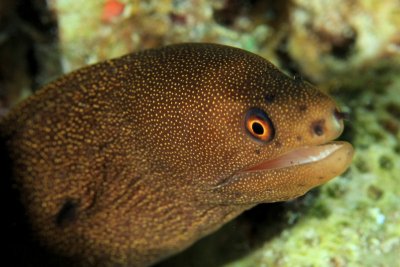 Goldentail eel