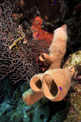 Sponges and coral