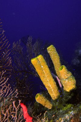 Yellow tube sponges