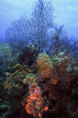 Sponges and deep water sea fan