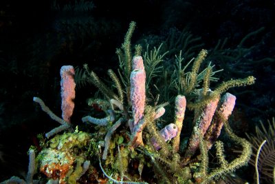 Purple tube sponges in sea rod coral