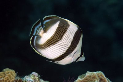 Banded butterflyfish