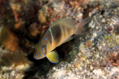 Barred hamlet