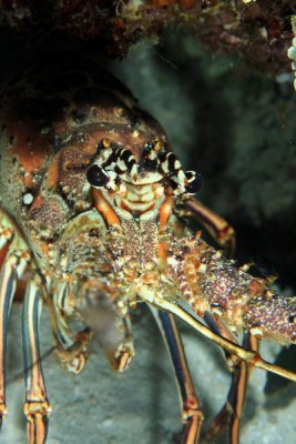 Spiny lobster