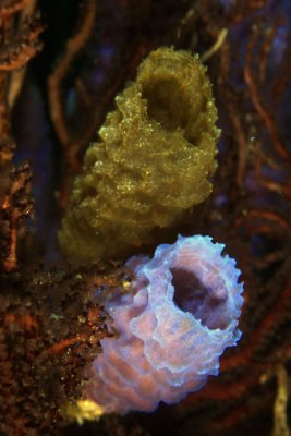 Vase sponges in coral