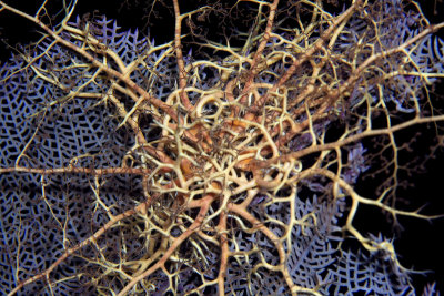 Basket star on sea fan