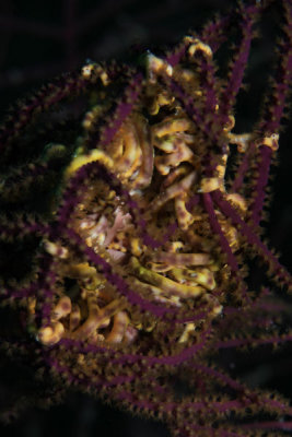 Basket star curled up during daytime