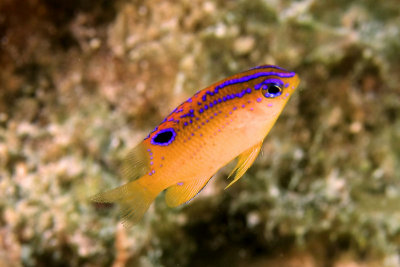 Juvenile long-fin damselfish