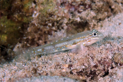 Bridled goby