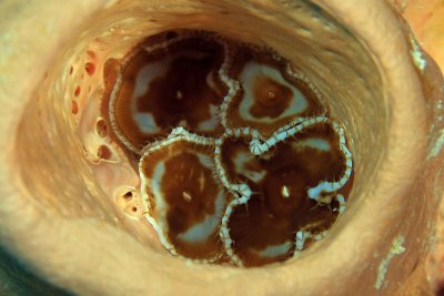 Cup coral in sponge