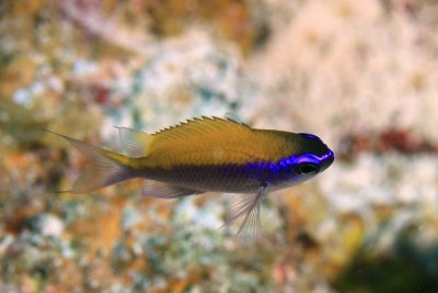 Juvenile sunshinefish