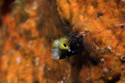 Spiny-head blenny