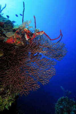 Deep water sea fan with rope corals