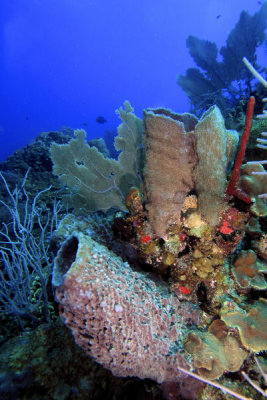 Sponges and corals