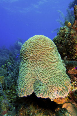 Brain coral