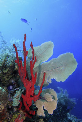 Red rope sponge with sea fan