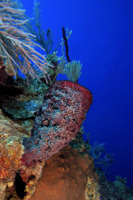 Sponges and corals